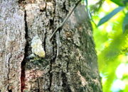 Jual Tanaman Langka, Raja dari Batak ini Panen Emas dan Berlian