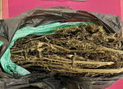 Satresnarkoba Polres Tebingtinggi Ringkus 2 Pengedar Ganja