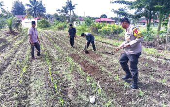 Bhabinkamtibmas Polsek Kunto Darussalam Pantau Perkembangan Jagung Program Ketapang