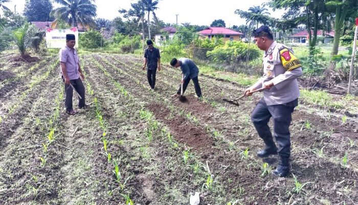 Bhabinkamtibmas Polsek Kunto Darussalam Pantau Perkembangan Jagung Program Ketapang