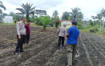 Polsek Kunto Darussalam Pantau Langsung Lahan Jagung Dukung Swasembada Pangan